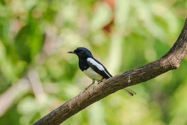 Oriental Magpie Robin Branch Oriental Magpie Robin Bird Eats Insects — Stock Photo, Image