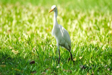Akbalıkçıl çimenlerde yürüyor, balıkçıl balıkçıl sınıfındaki bir kuşun tüm vücudunda beyaz tüyler vardır, uzun boyunlu..