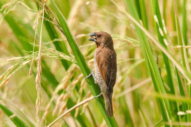  Pullu göğüslü Munia pirinç bitkisinin üzerinde. Pul göğüslü Munia, Lonchura punctulata. Yaşam alanı, tarlalar, çayırlar, ormanlar