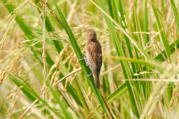 Munia Poitrine Squameuse Est Sur Plante Riz Munia Poitrine Écailleuse — Photo