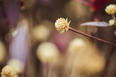 Alternanthera Dentata bir çalı gibi büyüyen popüler bir bitki..