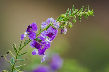 Küçük Kaplumbağa Çiçeği güzel bir çiçektir. Hem mor hem de beyaz olarak kullanılabilir