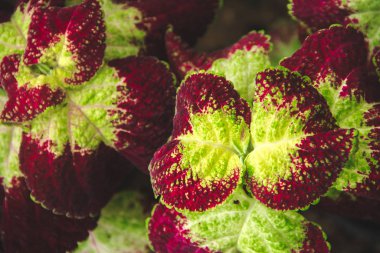 Renkli yapraklara benzeyen yapraklar doğada