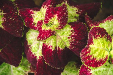 Renkli yapraklara benzeyen yapraklar doğada