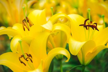 Sarı zambak güzel bir çiçektir. Çin ve Kuzey Japonya kökenli ılıman bir çiçektir.