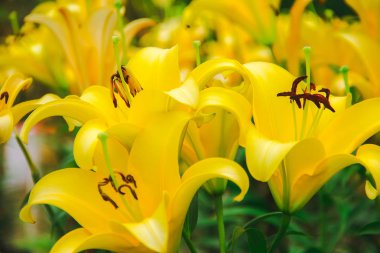 Sarı zambak güzel bir çiçektir. Çin ve Kuzey Japonya kökenli ılıman bir çiçektir.