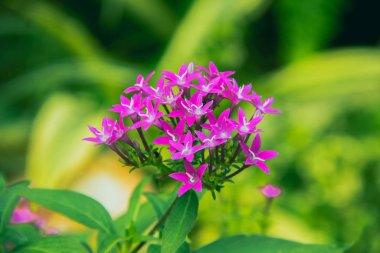 Minik pembe çiçekler, doğada güzel, pembe çiçekler.