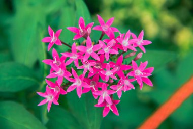 Minik pembe çiçekler, doğada güzel, pembe çiçekler.