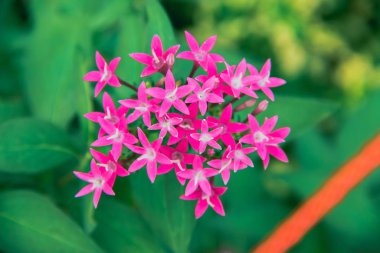 Minik pembe çiçekler, doğada güzel, pembe çiçekler.