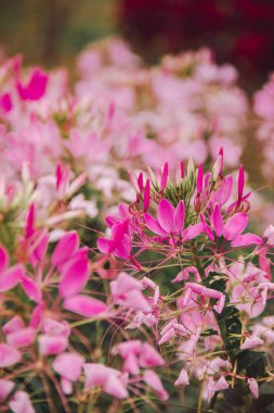 CLEOME SPINOSA LINN başka bir güzel çiçektir. Hızlı büyüyor ve bu yüzden ekiliyor.