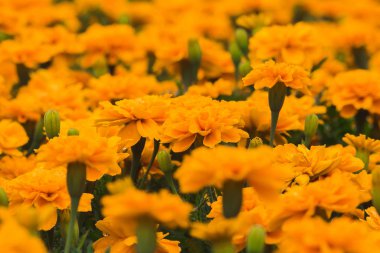 Marigold bir buket çiçektir, ekimi meşhurdur, satışı için çiçek keser..