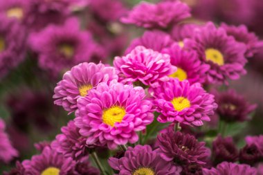 Kasımpatı tüm dünyada popüler olan bir çiçektir..