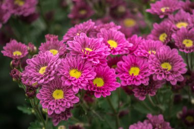 Kasımpatı tüm dünyada popüler olan bir çiçektir..