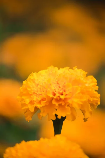 Calêndula Americana Bonita Natureza Uma Flor Popular Plantada Para Cortar — Fotografia de Stock