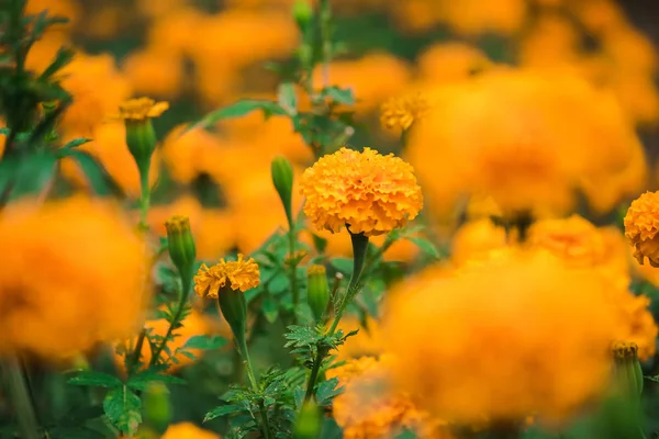 Calêndula Americana Bonita Natureza Uma Flor Popular Plantada Para Cortar — Fotografia de Stock