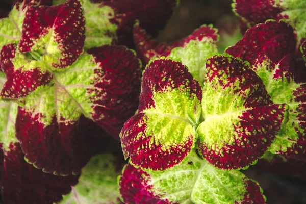 Renkli yapraklara benzeyen yapraklar doğada