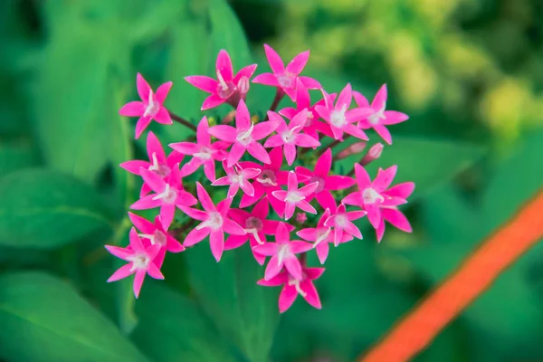 Minik pembe çiçekler, doğada güzel, pembe çiçekler.