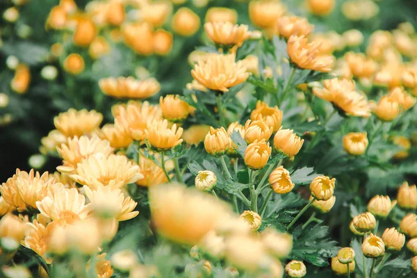 Yellow Chrysanthemum Flower is a flower of good fortune. Chrysanthemum is a flower that has been popular all over the world.