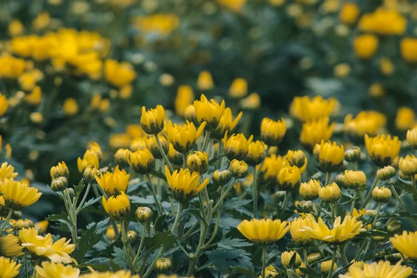 Yellow Chrysanthemum Flower is a flower of good fortune. Chrysanthemum is a flower that has been popular all over the world.