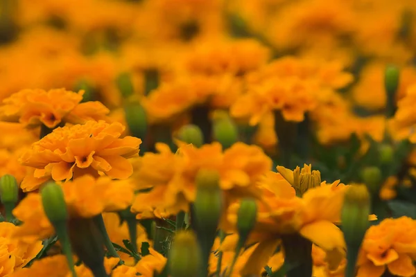 Calêndula Que Buquê Flores Que São Populares Para Plantio Flores — Fotografia de Stock