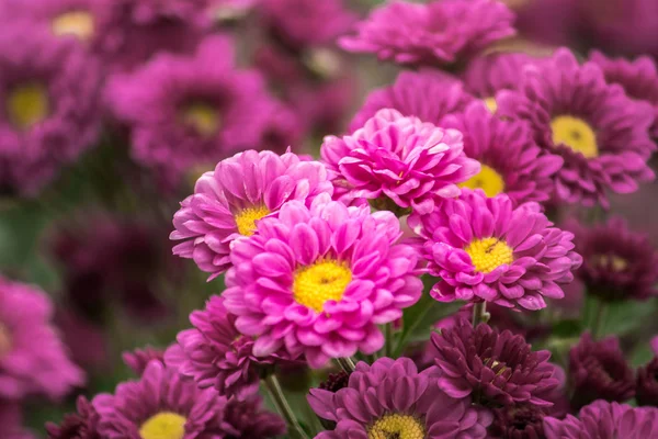 Kasımpatı tüm dünyada popüler olan bir çiçektir..