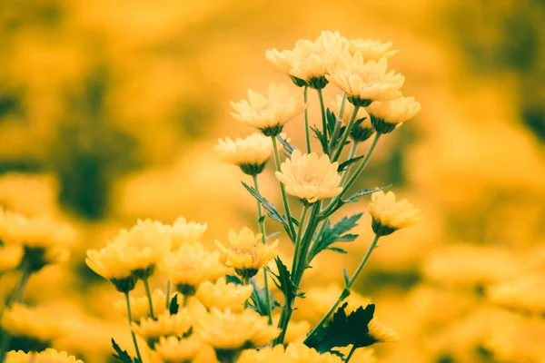 Amarelo Crisântemo Flor Uma Flor Boa Sorte Crisântemo Uma Flor — Fotografia de Stock