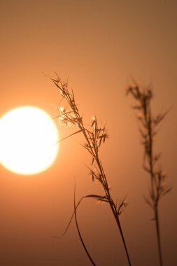 Samanların silueti ve şafağın doğuşu