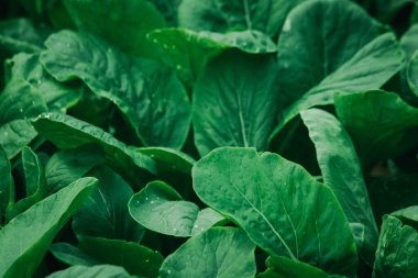 Sahada hardal yeşillikleri, hardal yeşillikleri besin değeri yüksek. Gözlerinin ışıldamasına yardımcı olur..