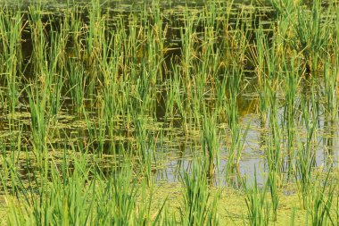 Tayland 'da tarlada pirinç bitkileri yetişiyor. Serinletici yeşil bir alan..