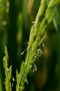 Pirinç tanesi pirinç tarlalarında, pirinç dünya nüfusunun önemli bir gıda olarak tükettiği bir tahıldır..