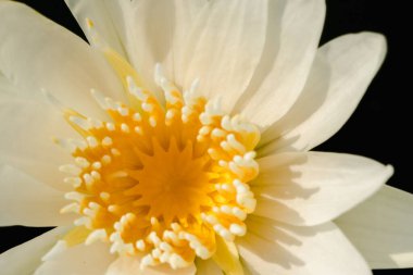 Beyaz nilüfer yaprakları, çiçek.