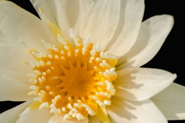 Beyaz nilüfer yaprakları, çiçek.