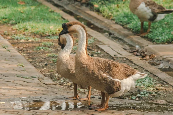 White Goose Walking Ground Geese Animals Easy Breed Don Get — Stock Photo, Image