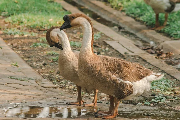 White goose walking on the ground , Geese are animals that are easy to breed and don\'t get sick.