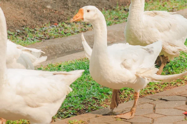 White Goose Walking Ground Geese Animals Easy Breed Don Get — Stock Photo, Image