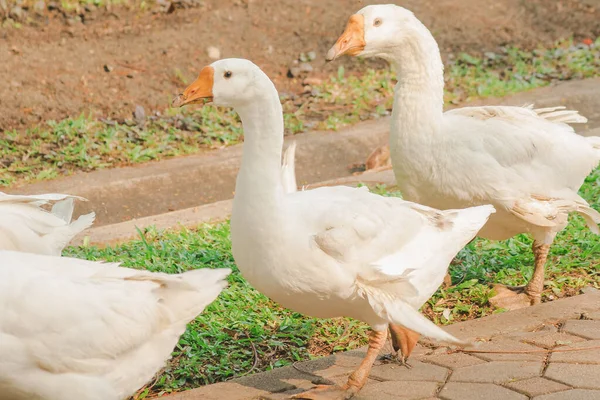 Λευκή Χήνα Περπάτημα Στο Έδαφος Geese Είναι Ζώα Που Είναι — Φωτογραφία Αρχείου
