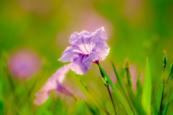 Waterkanon Watrakanu Minnieroot Classé Comme Une Mauvaise Herbe Avec Belles — Photo