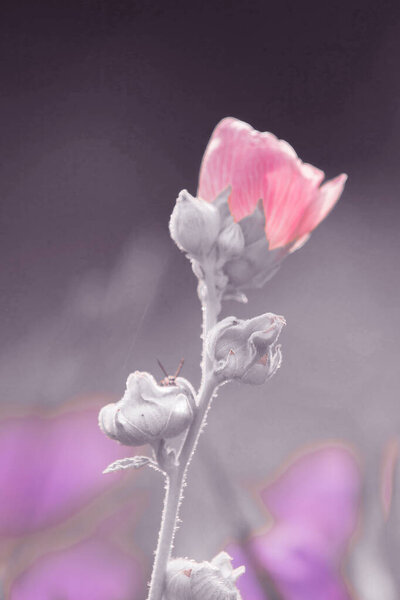 Waterkanon, Watrakanu, Minnieroot, classified as a weed with beautiful flowers, beautiful purple flowers in nature.