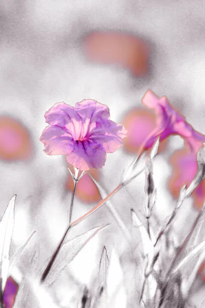 Waterkanon Watrakanu Minnieroot Clasifican Como Malezas Hermosas Con Flores Hermosas —  Fotos de Stock