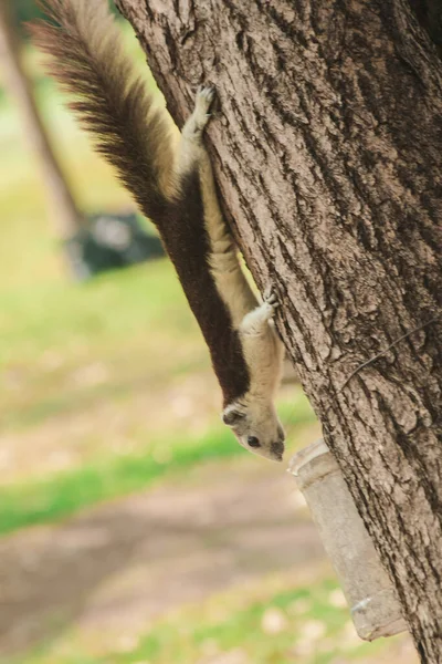 Écureuil Brun Grimpant Arbre Dans Jardin Les Écureuils Sont Principalement — Photo