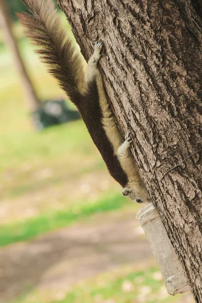 brown squirrel climbing a tree In the garden, squirrels are mainly herbivores, such as nuts, berries, flowers.