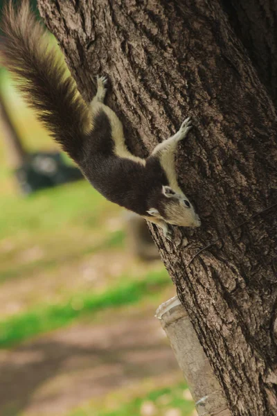 Esquilo Marrom Escalando Uma Árvore Jardim Esquilos São Principalmente Herbívoros — Fotografia de Stock