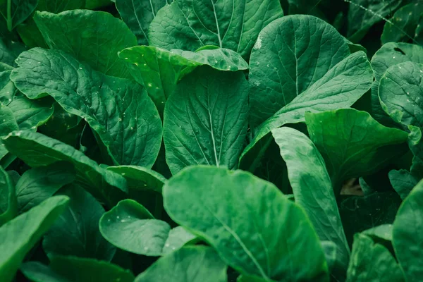 Mustard Greens in the field, Mustard Greens are high in nutrients. Helps nourish the eyes to have a bright sparkle.