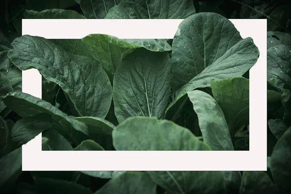 Mosterd Groenen Het Veld Mosterd Groenen Zijn Rijk Aan Voedingsstoffen — Stockfoto