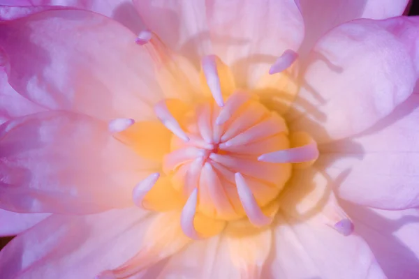 Petals Sacred Lotus Bloom Pink — Stock Photo, Image
