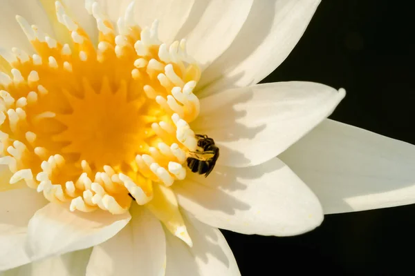 Pszczoła Białym Lotosie Makro Fotografia Pszczoła Białym Lotosie — Zdjęcie stockowe