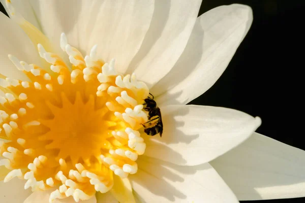 Biene Auf Weißem Lotus Makrofotografie Biene Auf Weißem Lotus — Stockfoto