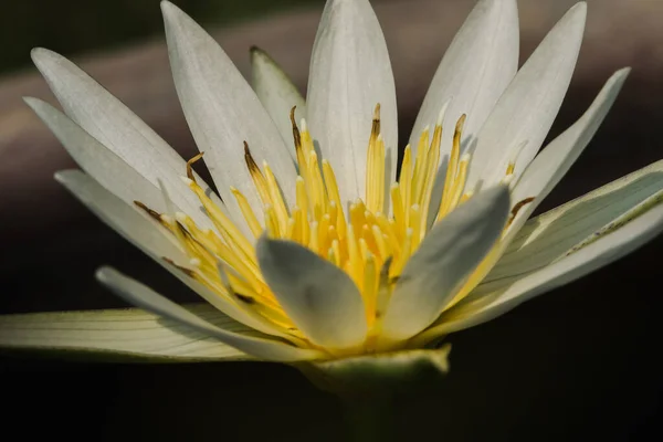 Beyaz Nilüfer Yaprakları Çiçek — Stok fotoğraf