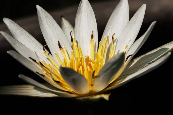Пелюстки Білого Лотоса Квітка — стокове фото