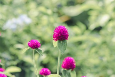 Mor çiçekli Gomphrena globosa. Aile: Amaranthaceae. Tayland 'da Brezilya, Panama ve Guatemala kökenli..